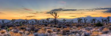 Joshua Tree park